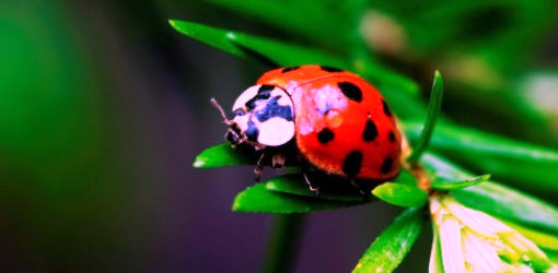 coccinella