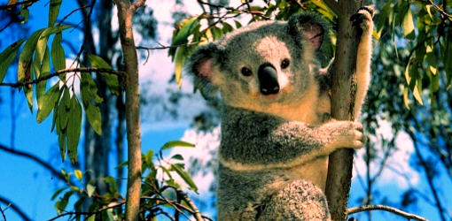 koala