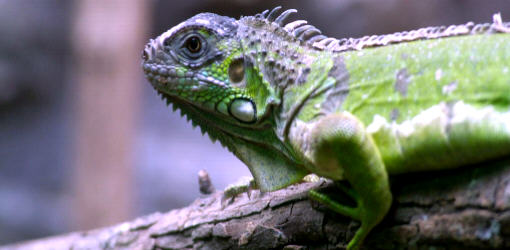 iguana